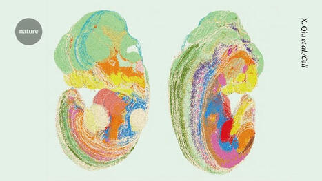 8 million cells: virtual embryo shows organs forming in exquisite detail - Nature | Bioscience News - GEG Tech top picks | Scoop.it