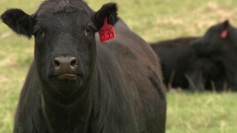 Colorado lawmakers push back, ranchers react to Trump’s beef import proposal - KDVR.com | Backstabber Watch | Scoop.it