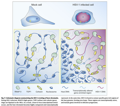 HSV-1 Reshapes Host Chromatin Architecture Via Transcription Machinery Hijacking - Nature Communications | Virus World | Scoop.it