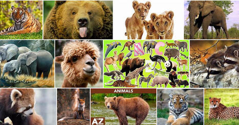 Bazaar: El&auml;inten yleisnimi&auml; | 1Uutiset - Lukemisen t&auml;hden | Scoop.it