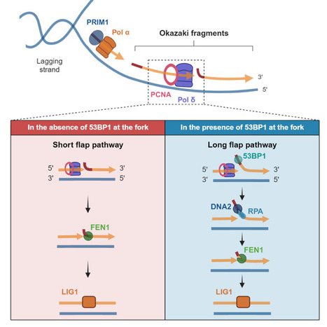 L’interaction de 53BP1 avec les chimères ARN-ADN des fragments d’Okazaki est impliquée dans leur maturation au cours de la réplication de l’ADN et participe au maintien de l’intégrité du génome | Life Sciences Université Paris-Saclay | Scoop.it
