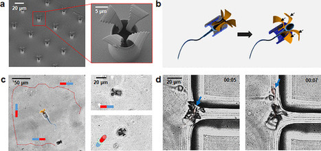 Sperm-Hybrid Micromotor for Targeted Drug Delivery - ACS Nano | RMH | Scoop.it