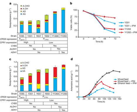 High-level semi-synthetic production of the potent antimalarial artemisinin : Nature : Nature Publishing Group | Genetic Engineering in the Press by GEG | Scoop.it
