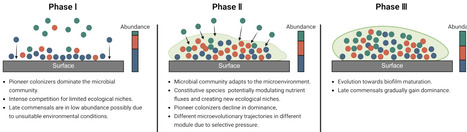 Development and Genome-level Microevolution of Oral Microbiome during Surface Colonization | brveco | RMH | Scoop.it
