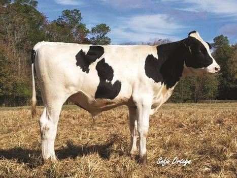 Nouvelle génétique Holstein plus résistante au stress climatique | Lait de Normandie... et d'ailleurs | Scoop.it