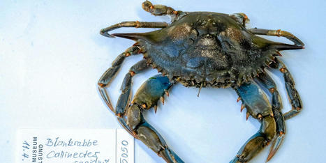 Apr&egrave;s l&rsquo;Occitanie, le crabe bleu envahit la Corse | EntomoNews | Scoop.it