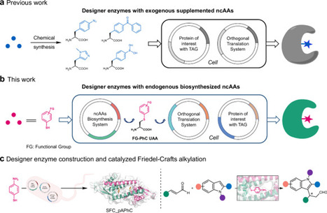 Design and evolution of artificial enzyme with in-situ biosynthesized non-canonical amino acid | Ncm | RMH | Scoop.it