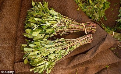 The Khat Ban: A failed solution to a non-existent problem | Beckley News : Drugs | Scoop.it