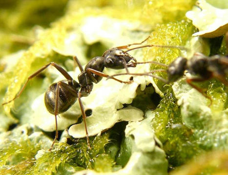 Des fourmis capables de détecter le cancer s'avèrent aussi précises que l’odorat des chiens | EntomoNews | Scoop.it