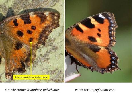 Petite ou grande tortue ? | Insect Archive | Scoop.it