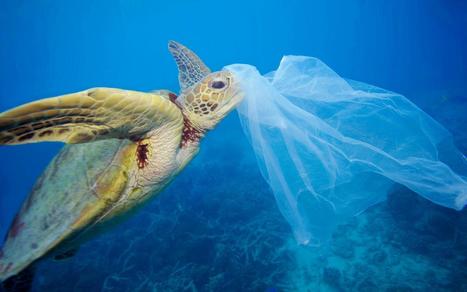 La Méditerranée, une “mer de plastique”? WWF 2018 | Biodiversité | Scoop.it