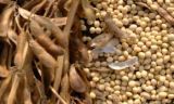 Comment Monsanto transforme son soja OGM en soja responsable | Planète DDurable | Scoop.it