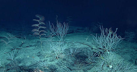 Researchers found signs of human pollution in animals living six miles beneath the sea | Coastal Restoration | Scoop.it