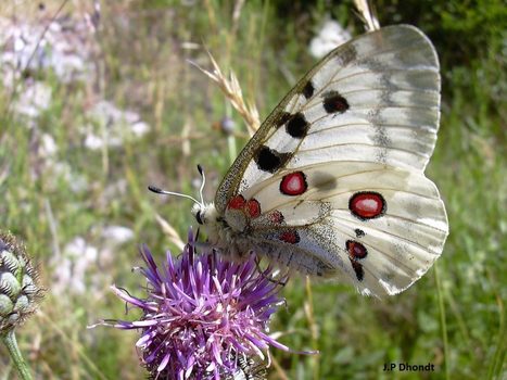 Occitanie : "Pour préserver la biodiversité, changeons de braquet" | Biodiversité | Scoop.it