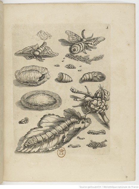 Illustrations naturalistes #2 : Maria Sibylla Merian | Insect Archive | Scoop.it