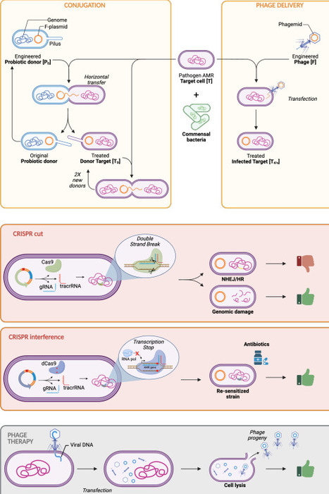 Modeling of Conjugative- and Phage- Mediated CRISPR-based System against Antimicrobial Resistant Bacteria | RMH | Scoop.it
