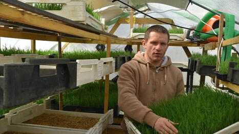 &laquo;&nbsp;On cultivait cette plante au moment de l&rsquo;Antiquit&eacute;&nbsp;&raquo;&nbsp;: il est l&rsquo;unique producteur breton de jus d&rsquo;herbe de bl&eacute; - Ouest France | Pour innover en agriculture | Scoop.it