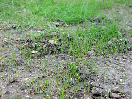 Regarnir sa pelouse | Les nouveaux gazons résistants | Scoop.it