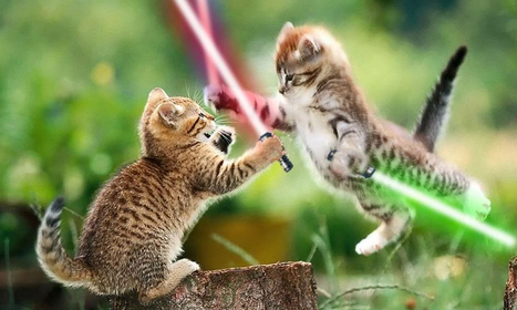 Des chatons à l’assaut de la jungle du numérique | Mon Scoop.it du week-end | Scoop.it