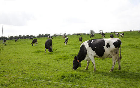 Raisonner la réforme des vaches laitières | Lait de Normandie... et d'ailleurs | Scoop.it