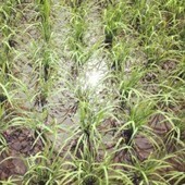 SRI technical manual for West Africa | SRI Global News ++ March - May 2025    System of Rice Intensification (SRI) | Scoop.it