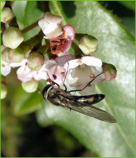 Le syrphe : héros de ce mois de février ! | Les Colocs du jardin | Scoop.it