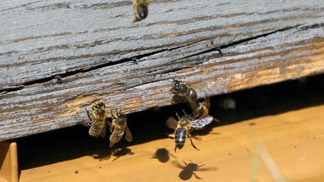 Retour des abeilles en ville, d&eacute;j&agrave; : &laquo;On se pr&eacute;pare &agrave; une grosse ann&eacute;e&raquo; | Nature en ville | Scoop.it