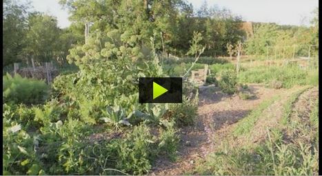 Une agriculture naturelle | Les Colocs du jardin | Scoop.it
