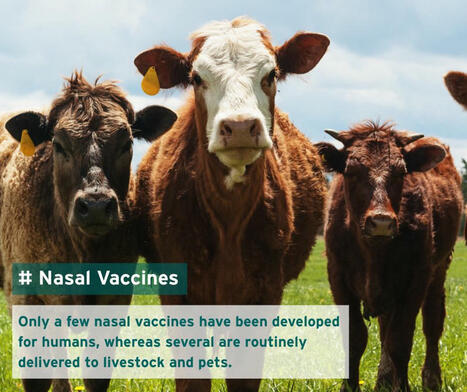 When most people think of vaccines, they picture a needle. | Understanding Animal Research | Hésitations Vaccinales: Observatoire HESIVAXs | Scoop.it