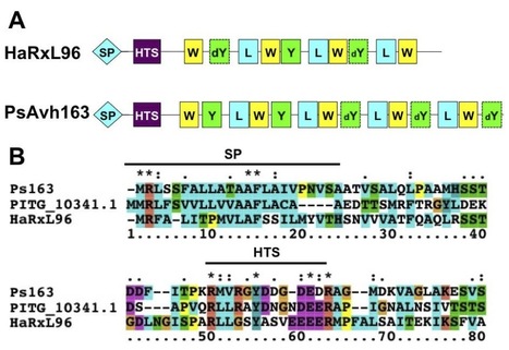 Plant J: Homologous RXLR effectors from Hyaloperonospora arabidopsidis and Phytophthora sojae suppress immunity in distantly related plants (2012) | Plants and Microbes | Scoop.it