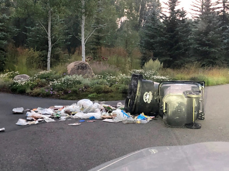 In Jackson Hole, people aren’t fortifying their garbage, luring bears and leading to conflicts | Industry 411 - Waste Management | Scoop.it
