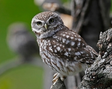 Drôme Ardèche : Oiseaux sauvages blessés recherchent ambulancier bénévole | Les oiseaux au gré du vent | Scoop.it