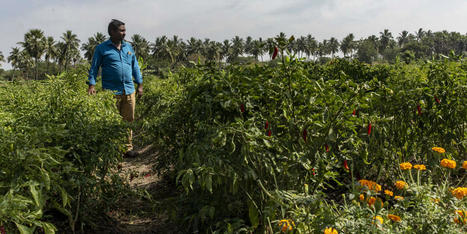 Le plus gros projet d&rsquo;agro&eacute;cologie au monde : en Inde, l&rsquo;Andhra Pradesh&nbsp;mise sur une &laquo;&nbsp;agriculture naturelle &agrave; z&eacute;ro budget&nbsp;&raquo; | Revue de presse du Centre de doc | Scoop.it