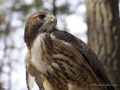 Loren Runyon Discusses Bird Photography with Micro Four Thirds | Mirrorless Cameras | Scoop.it