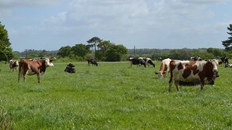 Ecophyto : En polyculture-élevage aussi, il faut alléger le poids des phytos | Lait de Normandie... et d'ailleurs | Scoop.it