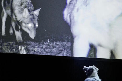 Au th&eacute;&acirc;tre, la figure du loup au centre de trois spectacles | Revue de presse th&eacute;&acirc;tre | Scoop.it