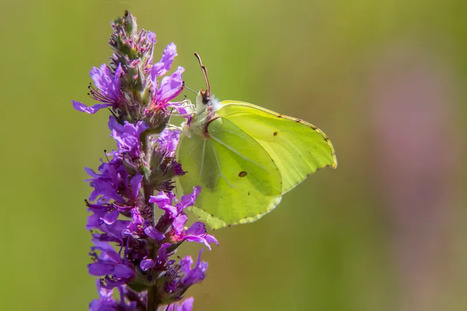 Partez à la découverte des papillons des jardins ! | Les Colocs du jardin | Scoop.it