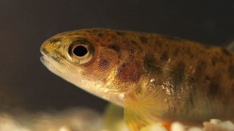 Ministeri&ouml; valmistelee: Virvel&ouml;i uhanalainen kala ja maksa jopa tuhansia euroja sakkoa | 1Uutiset - Lukemisen t&auml;hden | Scoop.it