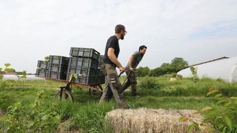 En Île-de-France, l’agriculture biologique ne gagne plus de terrain pour la première fois depuis 15 ans | Environnement, paysage et biodiversité | Scoop.it