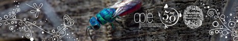Dresser un bilan de 50 ans d'actions et proposer 6 pistes pour un avenir à 6 pattes ! | Variétés entomologiques | Scoop.it