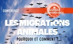 Sentiers de la Connaissance " Les Migrations animales : pourquoi et comment ? " | Variétés entomologiques | Scoop.it