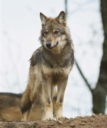Un loup victime d'une collision près de Briançon | Loup | Scoop.it