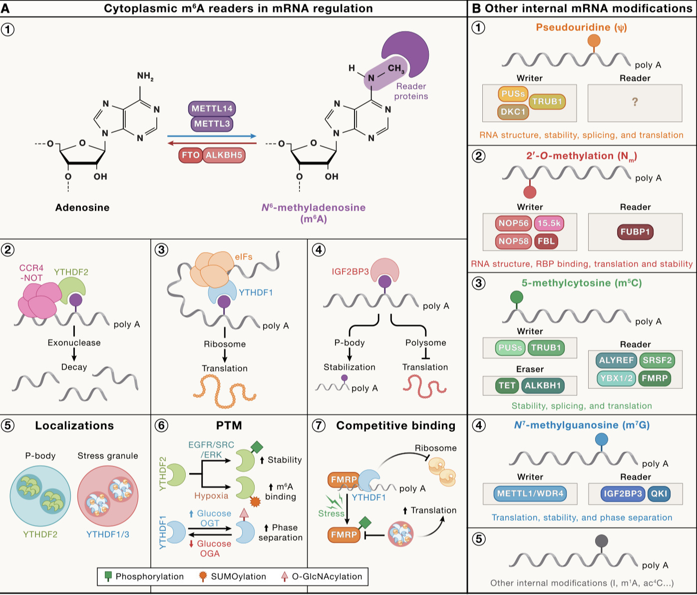RNA modifications in gene regulation: Functions...