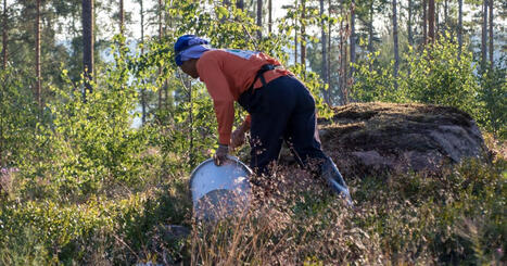 Myndigheterna har avsl&ouml;jat en stor b&auml;rkartell som varade i &ouml;ver tio &aring;r | Inrikes | 1Uutiset - Lukemisen t&auml;hden | Scoop.it