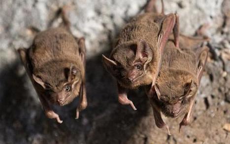 Les chauves-souris font leur colloque | Vigie Nature | Biodiversit&eacute; | Scoop.it
