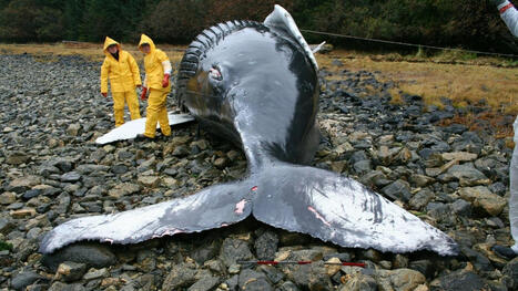 Pourquoi gal&egrave;re-t-on autant &agrave; sauver les baleines &eacute;chou&eacute;es sur les plages? | Revue de presse C&eacute;tac&eacute;s | Scoop.it