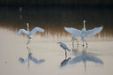 L’HIVER EN CAMARGUE | Camargue Nature | Scoop.it