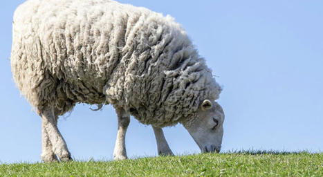 Malgré le rôle important des aliments d’origine animale, une étude souligne que la viande transformée devrait être limitée | Actualités de l'élevage | Scoop.it