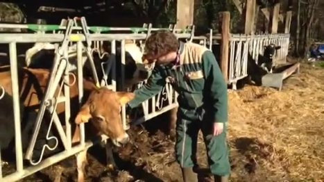 Cet agriculteur de l’Eure traite bien ses bêtes et le fait savoir - France 3 Normandie | Elevage et société | Scoop.it