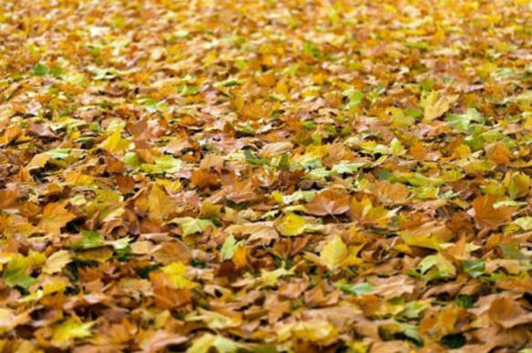 Bientôt, les feuilles mortes franciliennes serviront à faire du papier